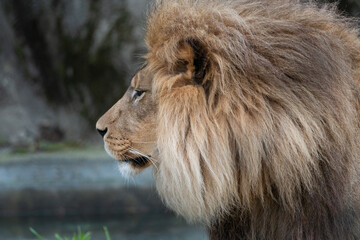 Male lion at the San Francisco Zoo