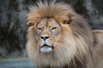 Fototapeta na wymiar Male lion at the San Francisco Zoo