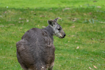 Wallaby at the San Francisco Zoo