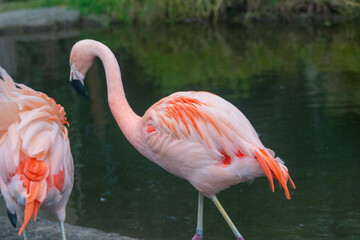 Flamingo at the San Francisco Zoo
