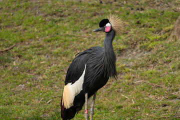 Black crowned crane at the San Francisco Zoo