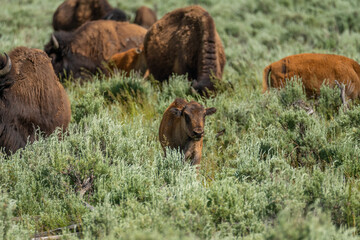 Bison calf in Grand Tetons National Park