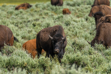 Fototapeta premium Bison in Grand Tetons National Park