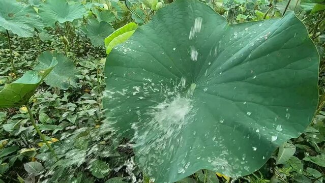 water scattered on the lotus leaf. Slow motion of water falling from leaf. 4K video footage. 
