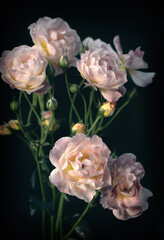 Moody flowers. Pink garden roses on a dark background. Blur and selective focus. Close up. Vertical crop.
