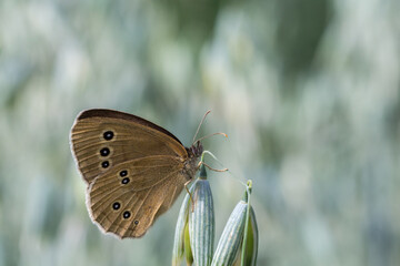 Motyl przestrojnik trawnik na kłosie owsa - obrazy, fototapety, plakaty