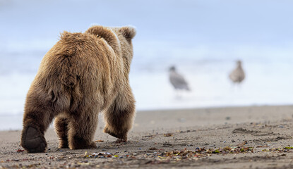 A coastal brown bear cub walks along the beach towards some gulls