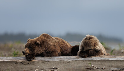 A pair of brown bears mom and cub rest on a log on the beacb