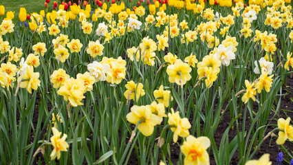 yellow daffodils with a large terry middle natural background