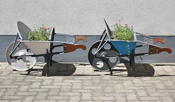 Wheelbarrows with flowers next to a wall