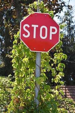 Stop traffic sign covered wiht climbing plants