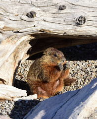 marmot in the driftwood