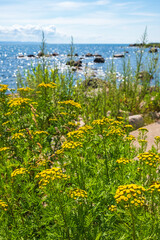 Beautiful Tansy flowers at a beach in sunshine