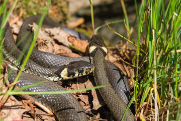 Group with Grass snakes in the grass