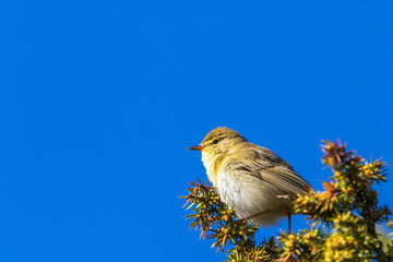 Willow warbler sitting on a treetop in spring