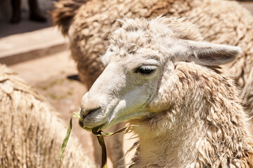 Lama, Alpaka, Südamerika.