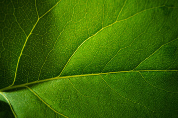 Close up macro shot of green leaf