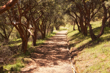 Spazierweg durch eine Allee in Cusco
