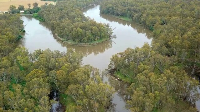 Aerial footage of the meandering Murray River and flood plains in eucalypt forest south of Corowa, Australia. November 2021.