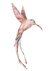 Watercolor hummingbird hand drawn illustration