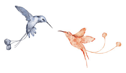 Watercolor hummingbird hand drawn illustration