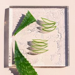 Stylish cosmetic background with aloe vera leaves and water drops on glass stand. Organic cosmetics, spa concept.