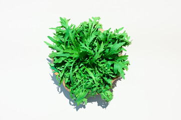 Top view of green ripe arugula leaves on wooden bowl in the rays of sunlight