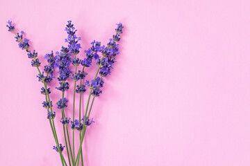 Lavender flowers on pink background, top view