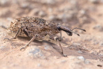 Rhytideres plicatus weevil posed on concrete wall under the sun