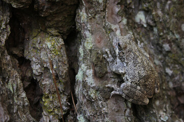 Gray Tree Frog Hyla chrysoscelis on pine tree in Eastern Texas