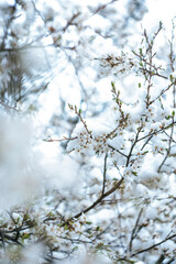 Sping awaking colorful flower and blossom