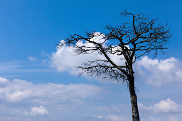 Bare tree blue sky