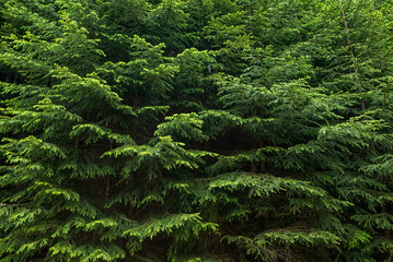 spruces, trees, needles, branches of pines and fir trees as a background.