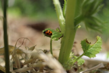 ズッキーニの株の下に隠れるてんとう虫