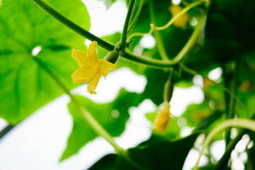 flowers, tendrils and fruits of cucumbers, growing in a greenhouse