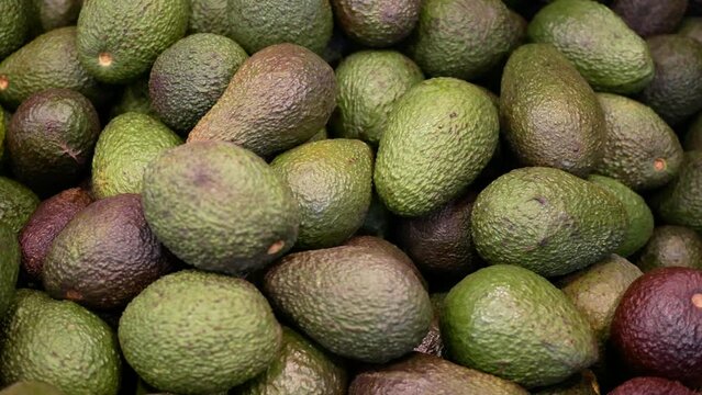 many avocado display for sale at local store 