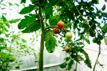 ripening of tomato fruits among green foliage in a greenhouse on a summer day