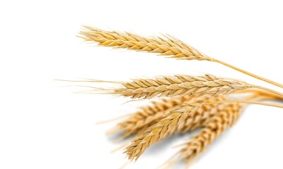 Wheat ears, 
the concept of the Israeli holiday Shavuot