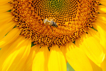 Closeup shot of a sunflower with a bee sitting on it