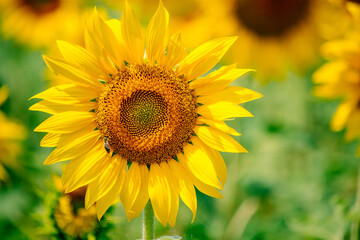 Fototapeta premium Yellow sunflower in the field