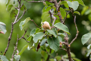 Ripening, juicy quince hanging on a branch close-up