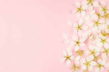 Fototapeta na wymiar Gentle pink flowers background with white petals, pistils and bud of apple tree flowers in sunlight as border on pastel pink, top view, copy space. Romantic floral background of springtime season.