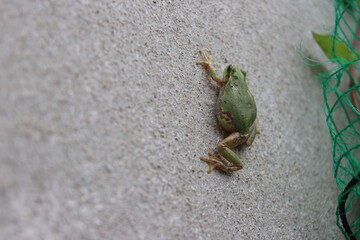 壁にへばりつく【ニホンアマガエル】蛙