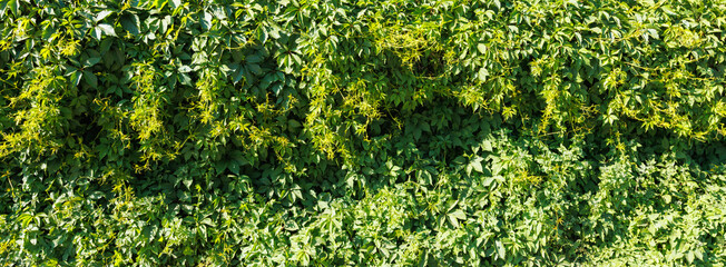 Fototapeta premium A long fence overgrown with ivy and girlish grapes.