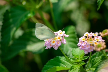 モンシロチョウとランタナ