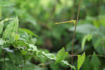Macro view of dragonfly on wild flower. for walpaper