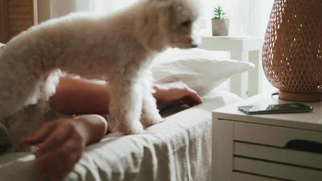 Dog sniffing phone ringing on the desk early in the morning waking up adult woman for work