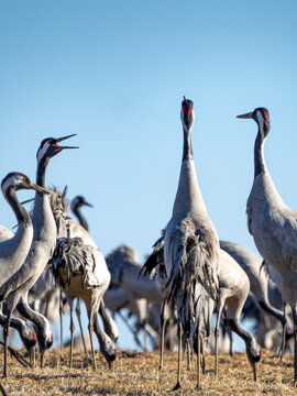 Common Crane, Grus grus, flying big bird in action jumping joyful playing and dancing near Lake Hornborga the nature habitat, Sweden.