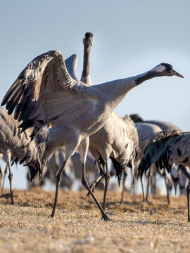 Common Crane, Grus grus, flying big bird in action jumping joyful playing and dancing near Lake Hornborga the nature habitat, Sweden.