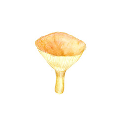 Big Cup Asian Mushroom isolated on the white background.